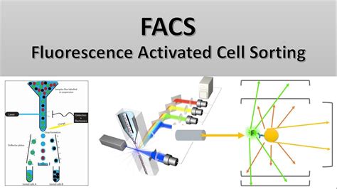 Facs Flow Cytometry