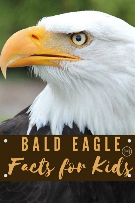 Facts About Bald Eagles What Kids Need To Bald Eagle Facts For Kids - Bald Eagle Facts For Kids
