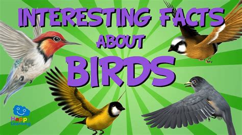 Facts About Birds