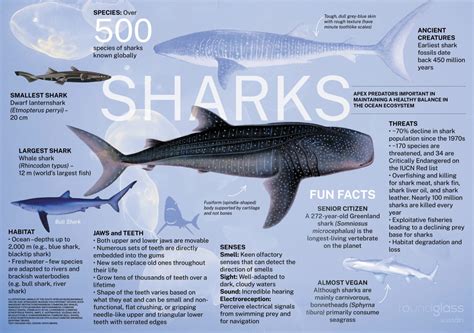 Facts About Sharks