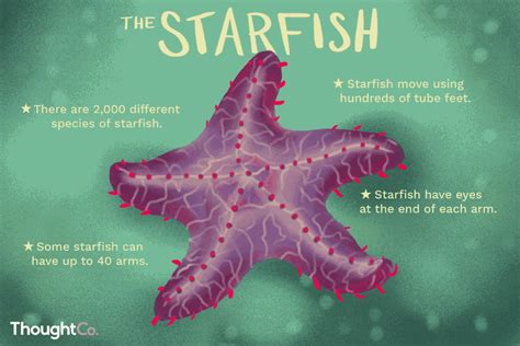 Facts About Starfish For Kindergarten   Starfish Facts For Kids - Facts About Starfish For Kindergarten
