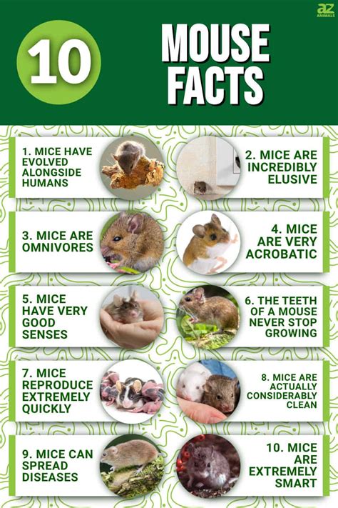 Facts About The Mouse A Picture Book For Kids Vol