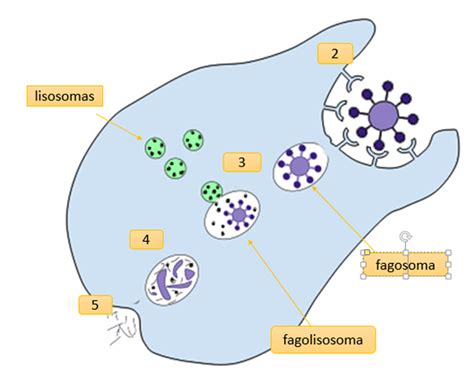 fagocitosis-4