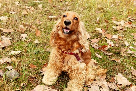 fakta om cocker spaniel