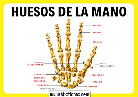 Falanges De La Mano