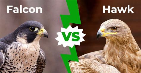 Falcon V Hawk