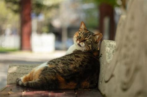 falda kedi çıkması