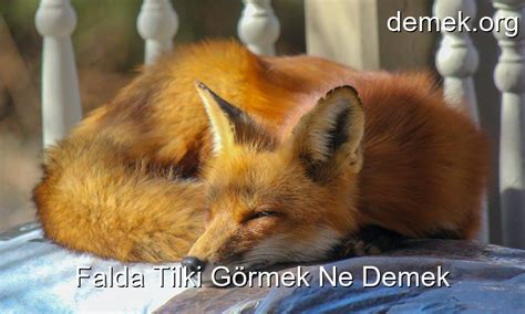 Falda Tilki Görmek