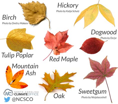 fall leaf colors