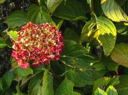 fall maintenance for hydrangeas