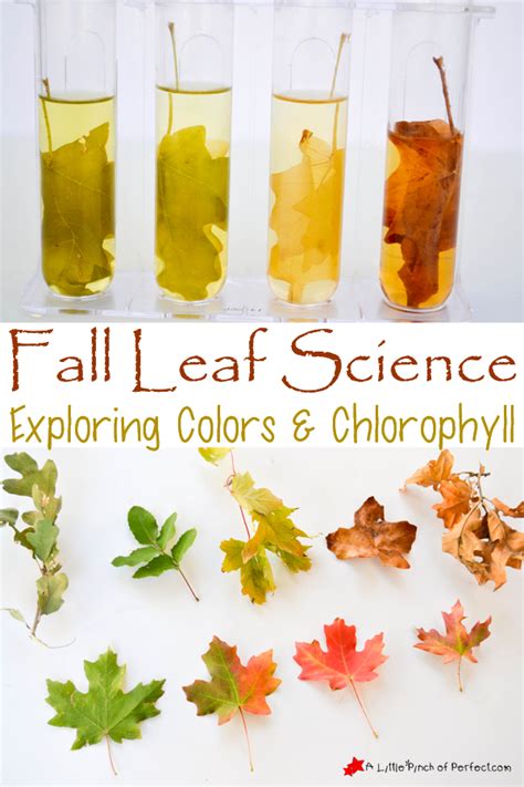 Fall Theme Activities Leaf Science Experiment Homeschool Den Science Experiments With Leaves - Science Experiments With Leaves