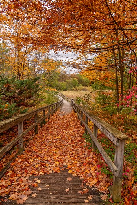 fall walk