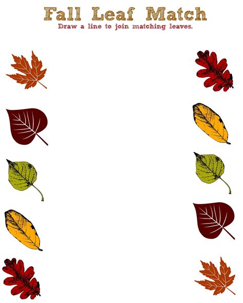 Fall Worksheets Types Of Leaves Worksheet - Types Of Leaves Worksheet