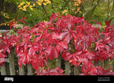 false virginia creeper