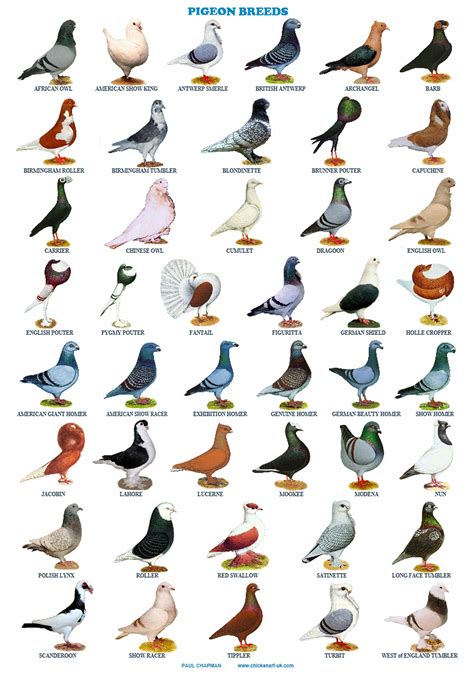 Fancy Pigeon Breeds Chart
