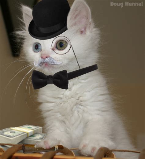 fancy_kitty
