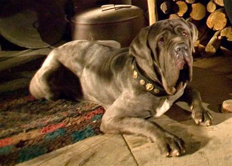 Fang Harry Potter