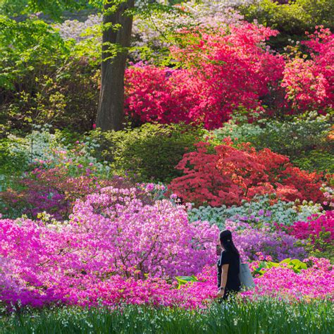 Fantastic Flowers