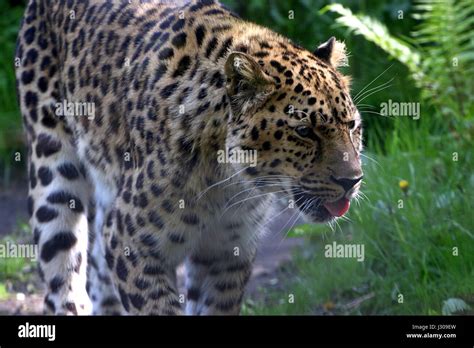 Far Eastern Leopard