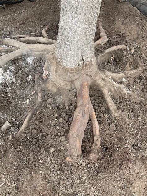 Far From The Tree Chapter 1 Audiobook
