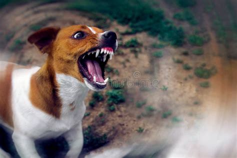 farlig hund