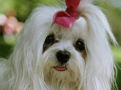 farligaste hundarna i sverige