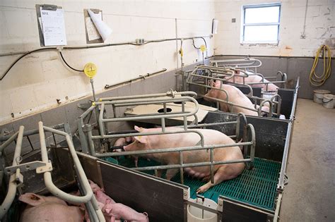 Farrowing Barn