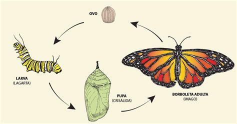 Fases Da Borboleta