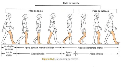 Fases Da Marcha
