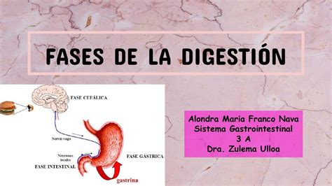 Fases De La Digestion