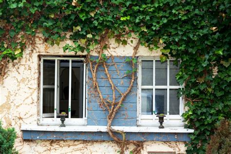 fassade efeu entfernen