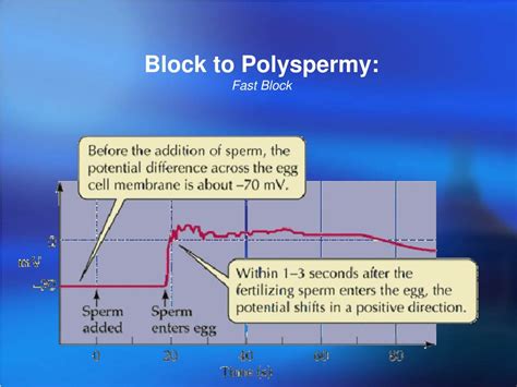 Fast Block To Polyspermy