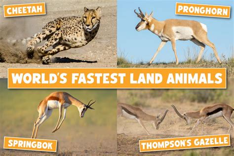 Fastest Land Animals