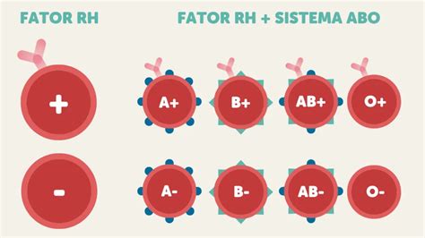Fator Rh Pop