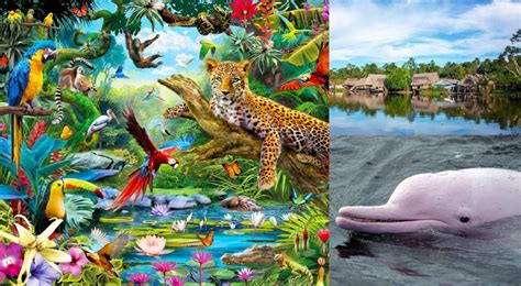 Fauna And Fauna