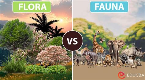 fauna and flora