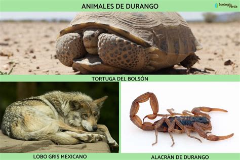 Fauna De Durango