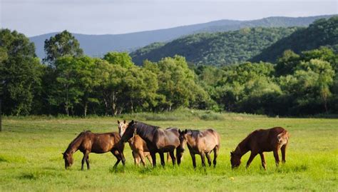 Fauna De La Pradera