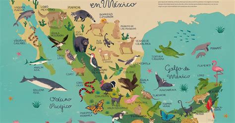 Fauna De Mexico