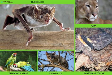 Fauna De Puebla