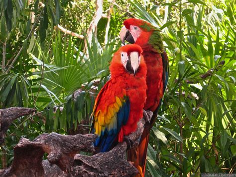 Fauna De Yucatan
