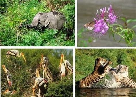 Fauna Of Bihar