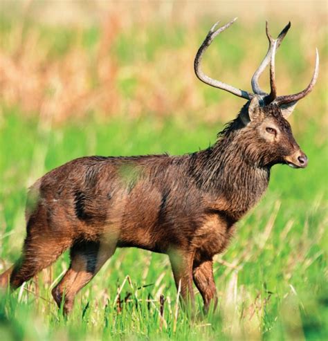 Fauna Of Manipur