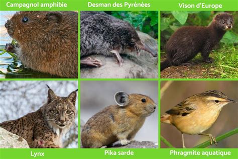 Faune En France