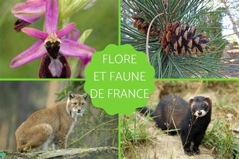 faune et flore de la mer ma c diterrana c e
