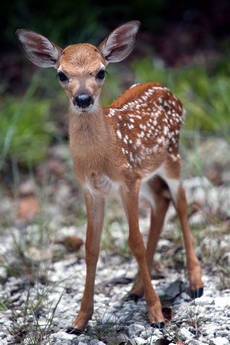 fawn