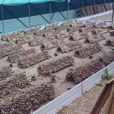 Feasibility Study On Snail Farming In Nigeria