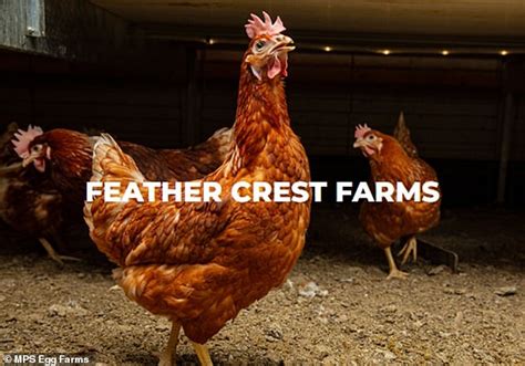 Feather Crest Farms