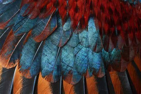 feathers
