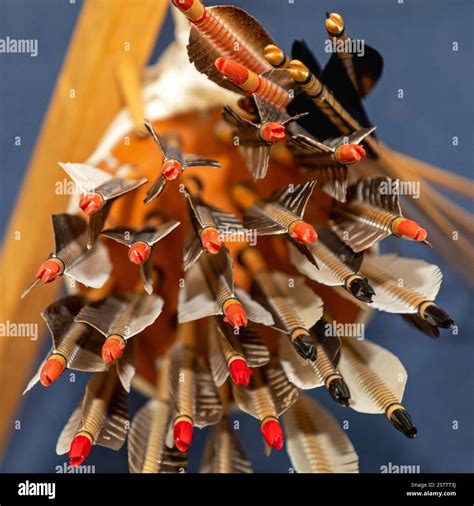 Feathers Fins